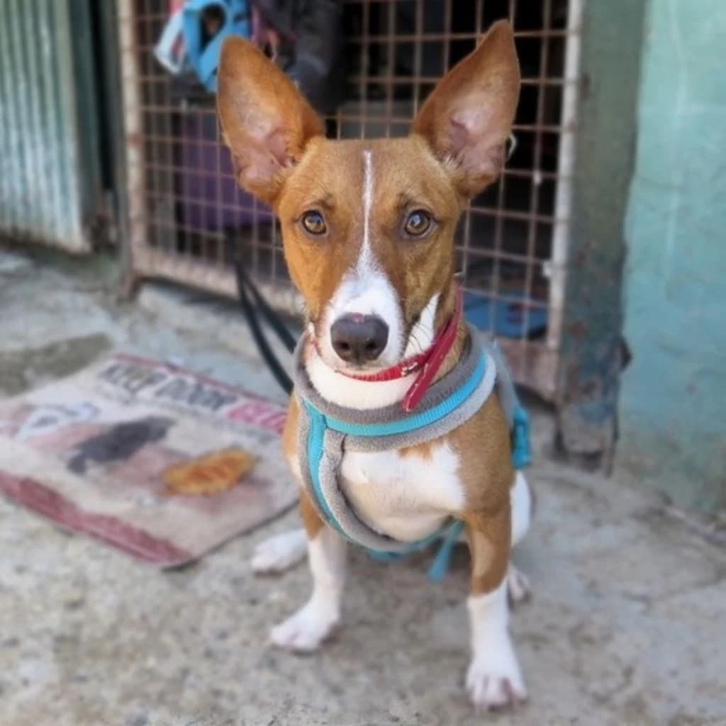 Romulo, male young Podenco for adoption at SALVA Hundehilfe e.V.