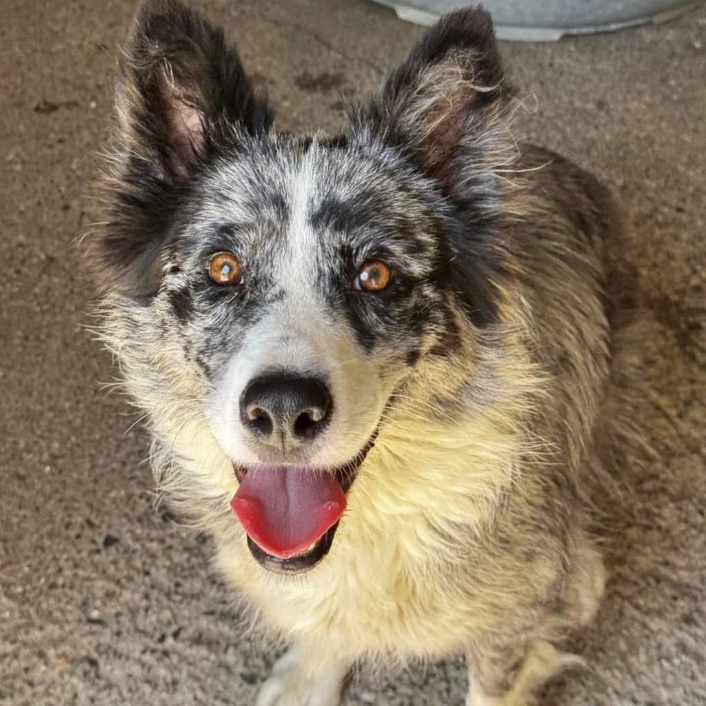 Chloe, female young Border Collie for adoption at SALVA Hundehilfe e.V.