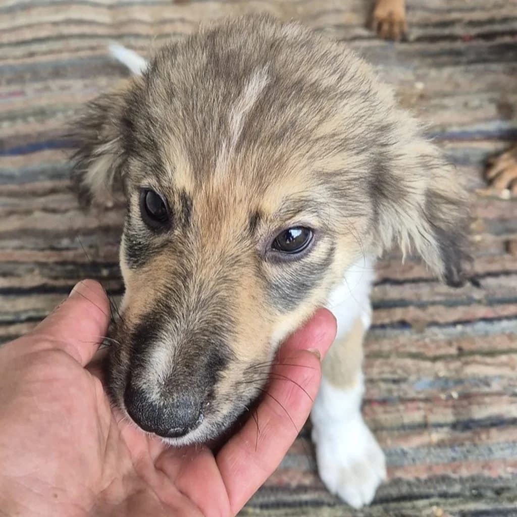 Fila, female puppy Mixed Breed for adoption at SALVA Hundehilfe e.V.