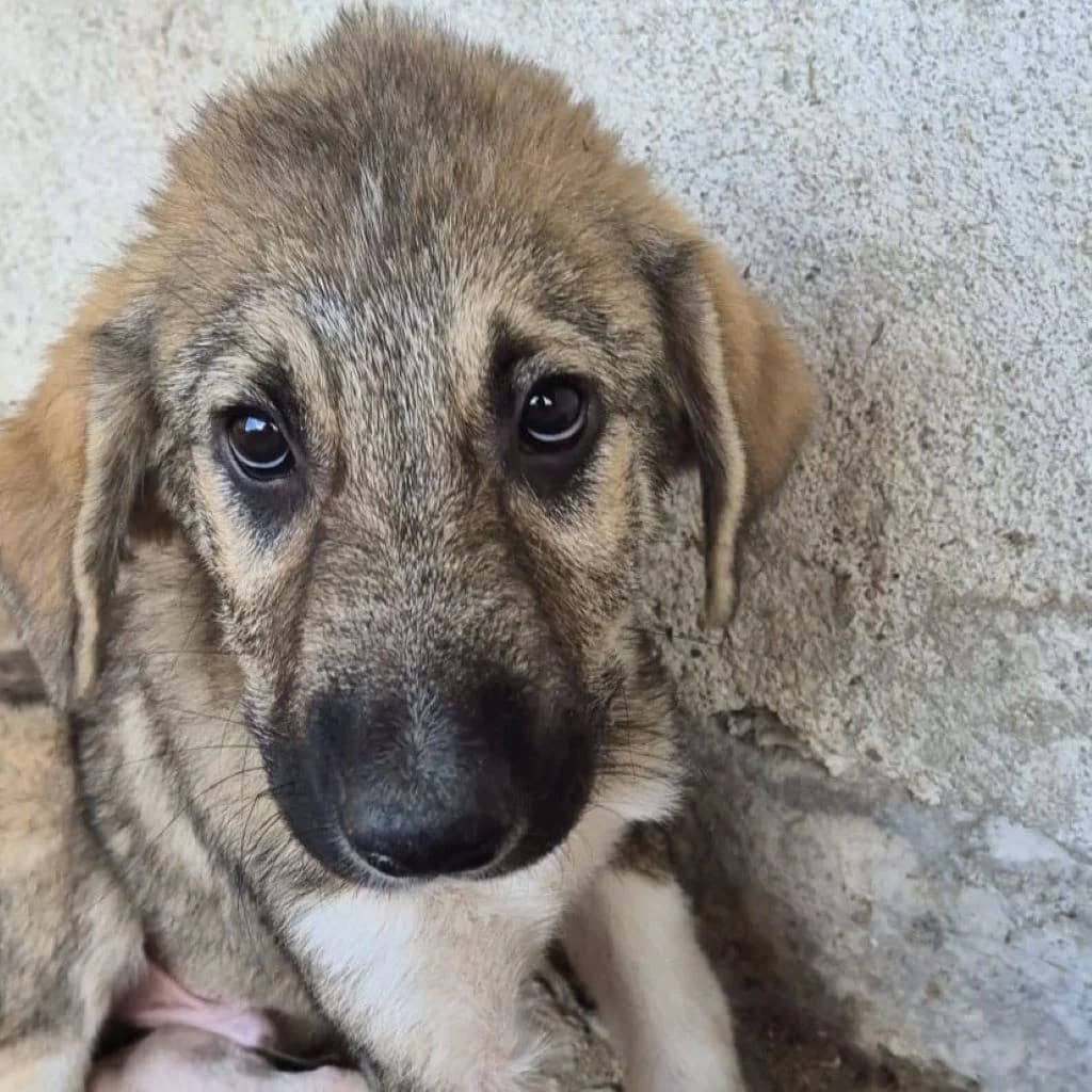 Pedro, male puppy Mixed Breed for adoption at SALVA Hundehilfe e.V.