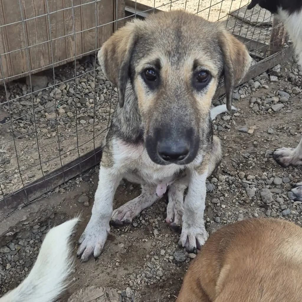 Pedro, male puppy Mixed Breed for adoption at SALVA Hundehilfe e.V.