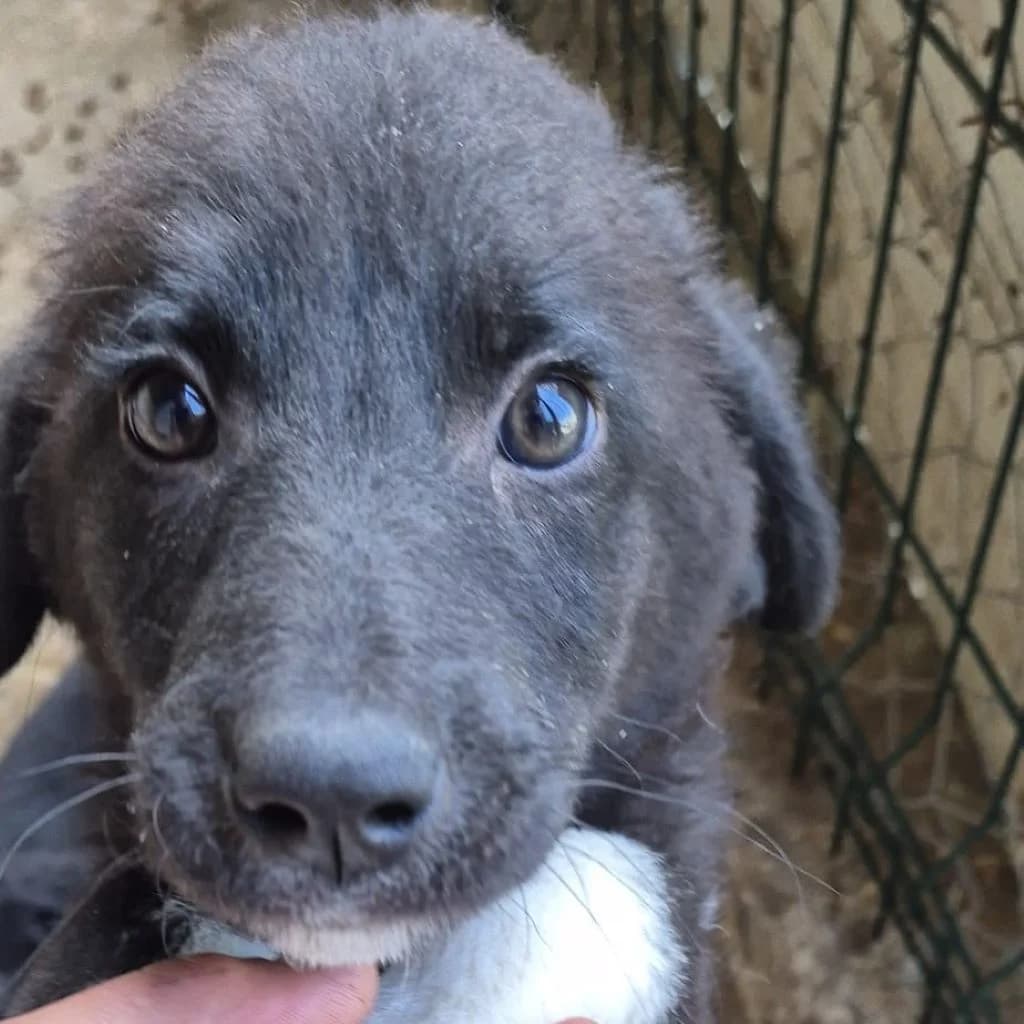 Eli, female puppy Mixed Breed for adoption at SALVA Hundehilfe e.V.