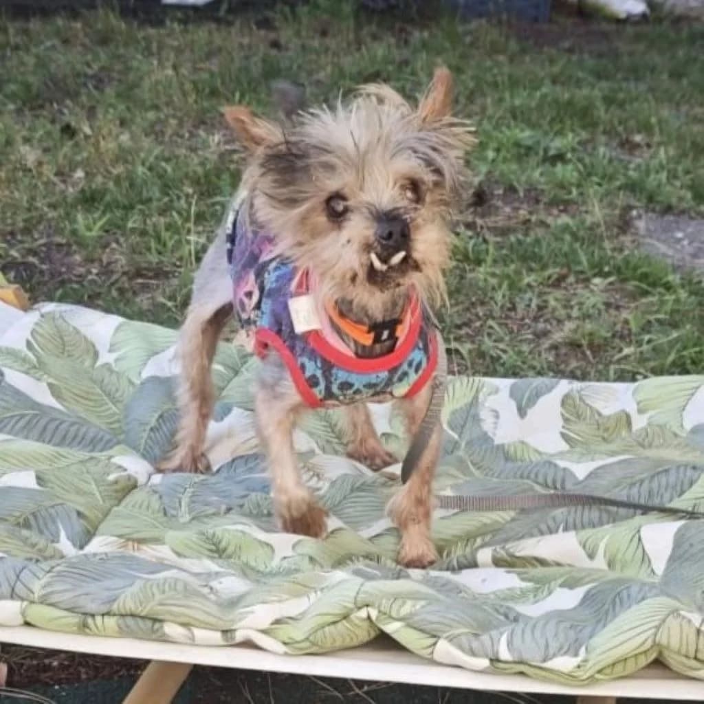 Miki, male senior Yorkshire Terrier for adoption at SALVA Hundehilfe e.V.