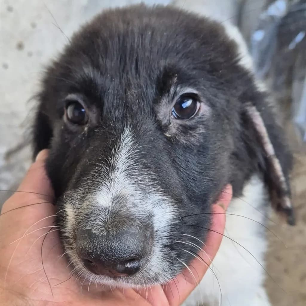 Aponi, female puppy Mixed Breed for adoption at SALVA Hundehilfe e.V.