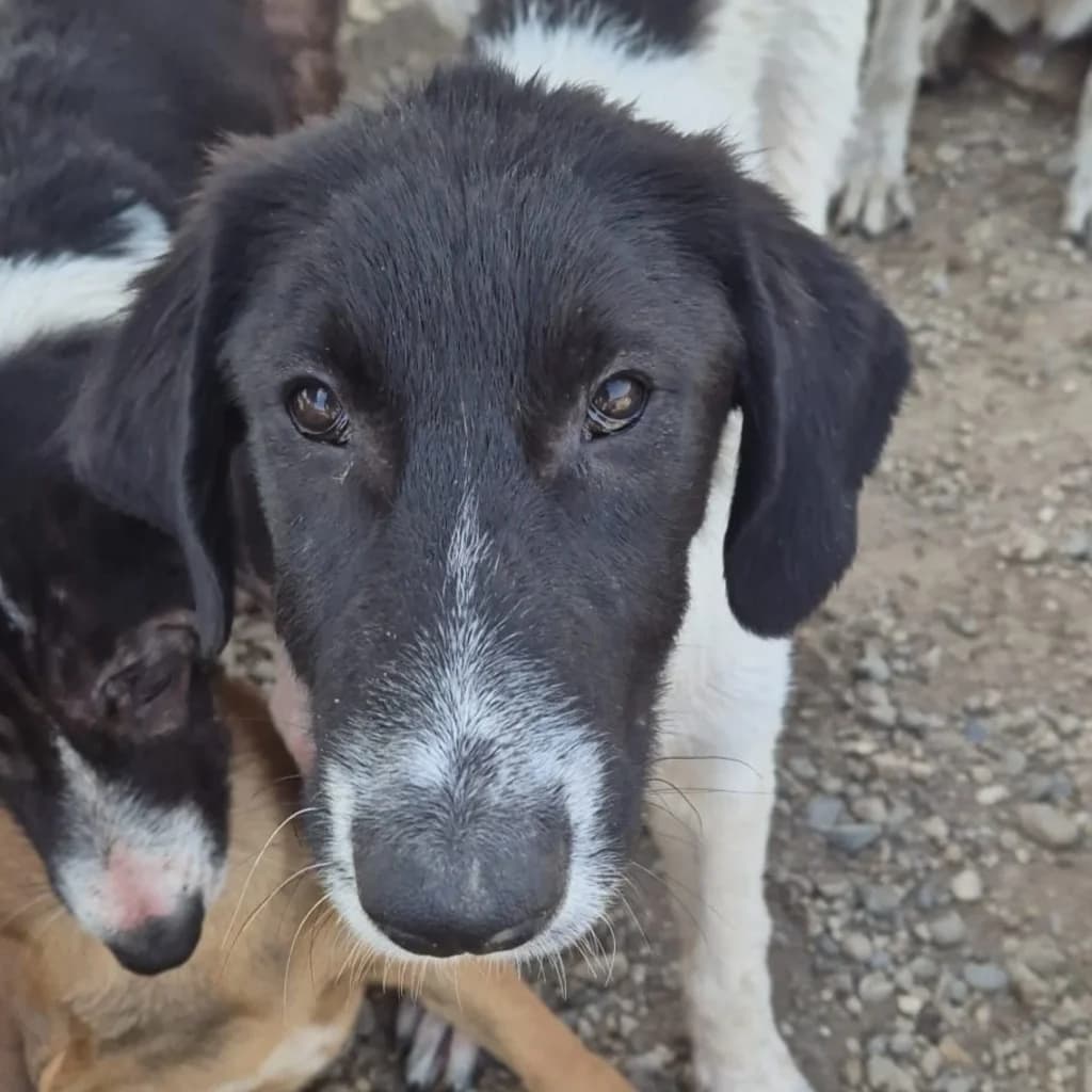 Aponi, female puppy Mixed Breed for adoption at SALVA Hundehilfe e.V.
