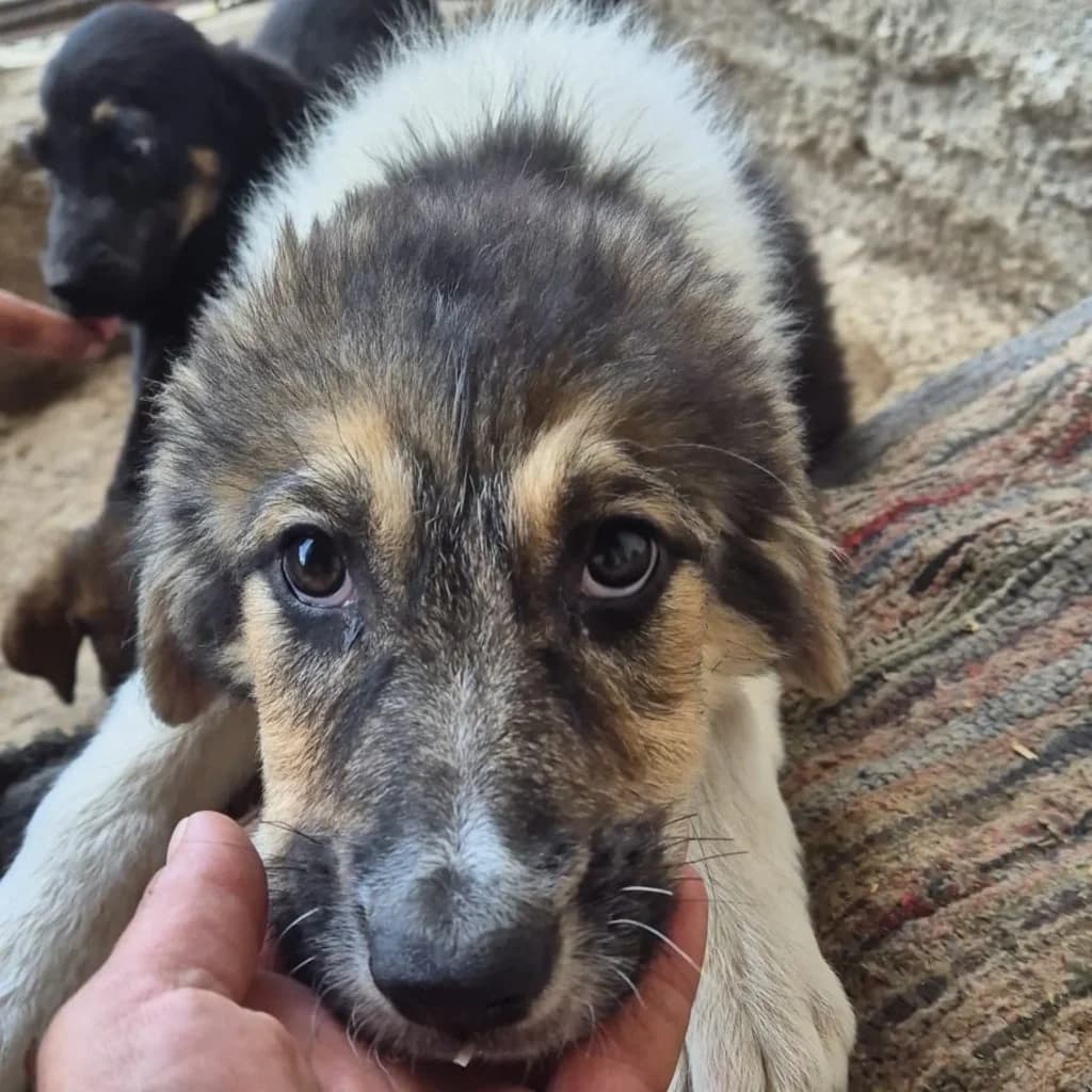Sherry, female puppy Mixed Breed for adoption at SALVA Hundehilfe e.V.