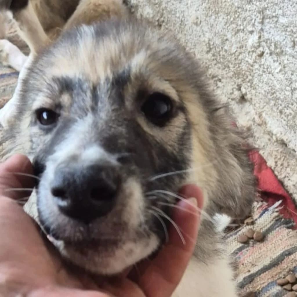 Askan, male puppy Mixed Breed for adoption at SALVA Hundehilfe e.V.