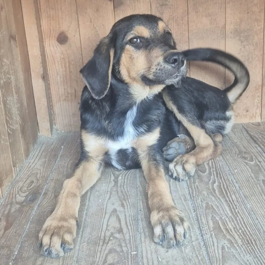 Tim, male puppy Mixed Breed for adoption at SALVA Hundehilfe e.V.