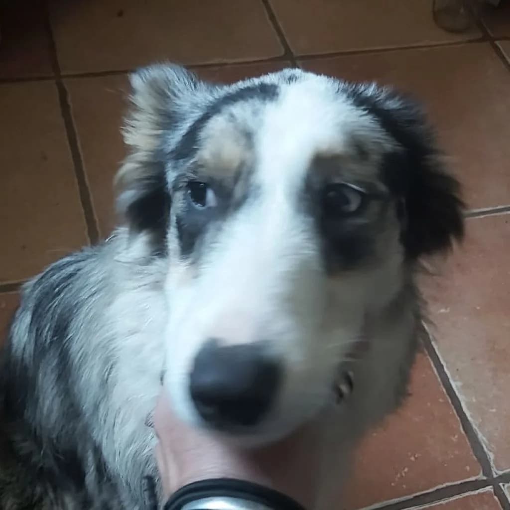 Lola, merle female young Border Collie for adoption at SALVA Hundehilfe e.V.