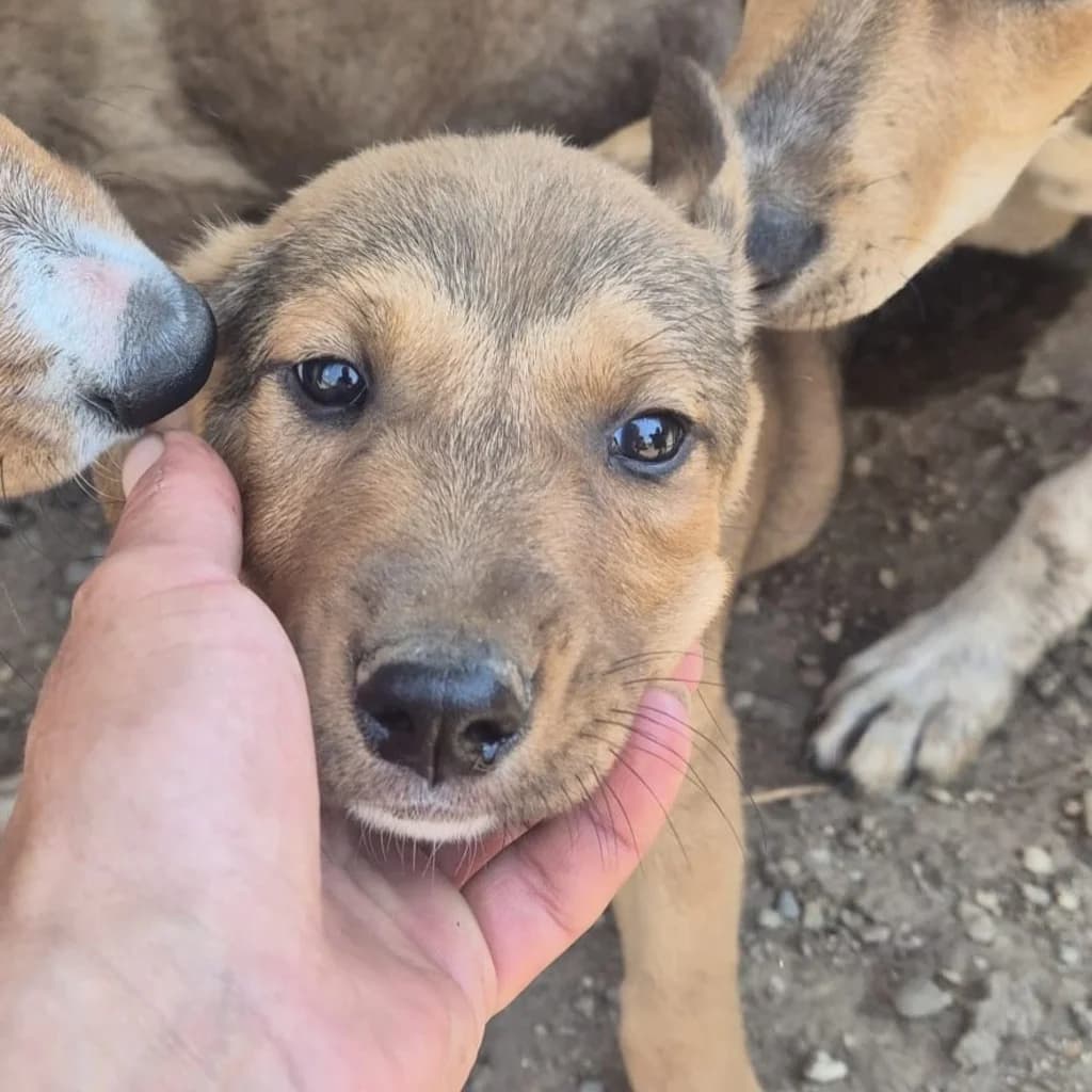 Johnny, male puppy Mixed Breed for adoption at SALVA Hundehilfe e.V.