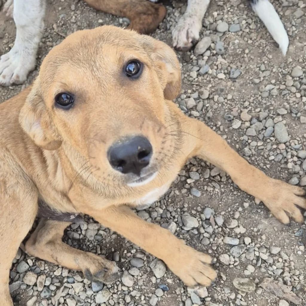 Johnny, male puppy Mixed Breed for adoption at SALVA Hundehilfe e.V.