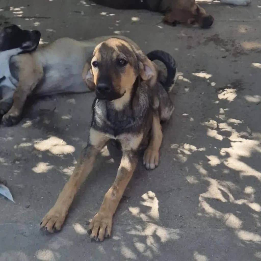 Filea, female puppy Mixed Breed for adoption at SALVA Hundehilfe e.V.