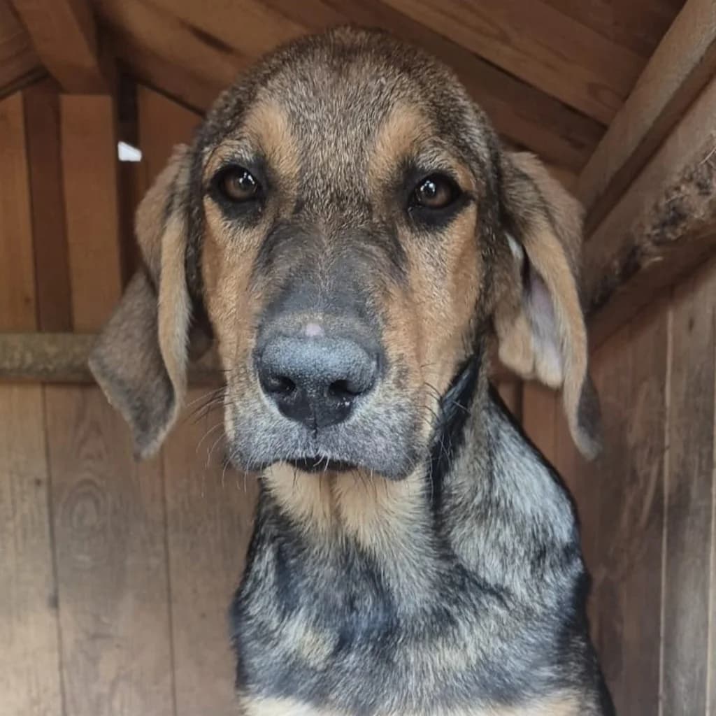 Lotte, female puppy Mixed Breed for adoption at SALVA Hundehilfe e.V.