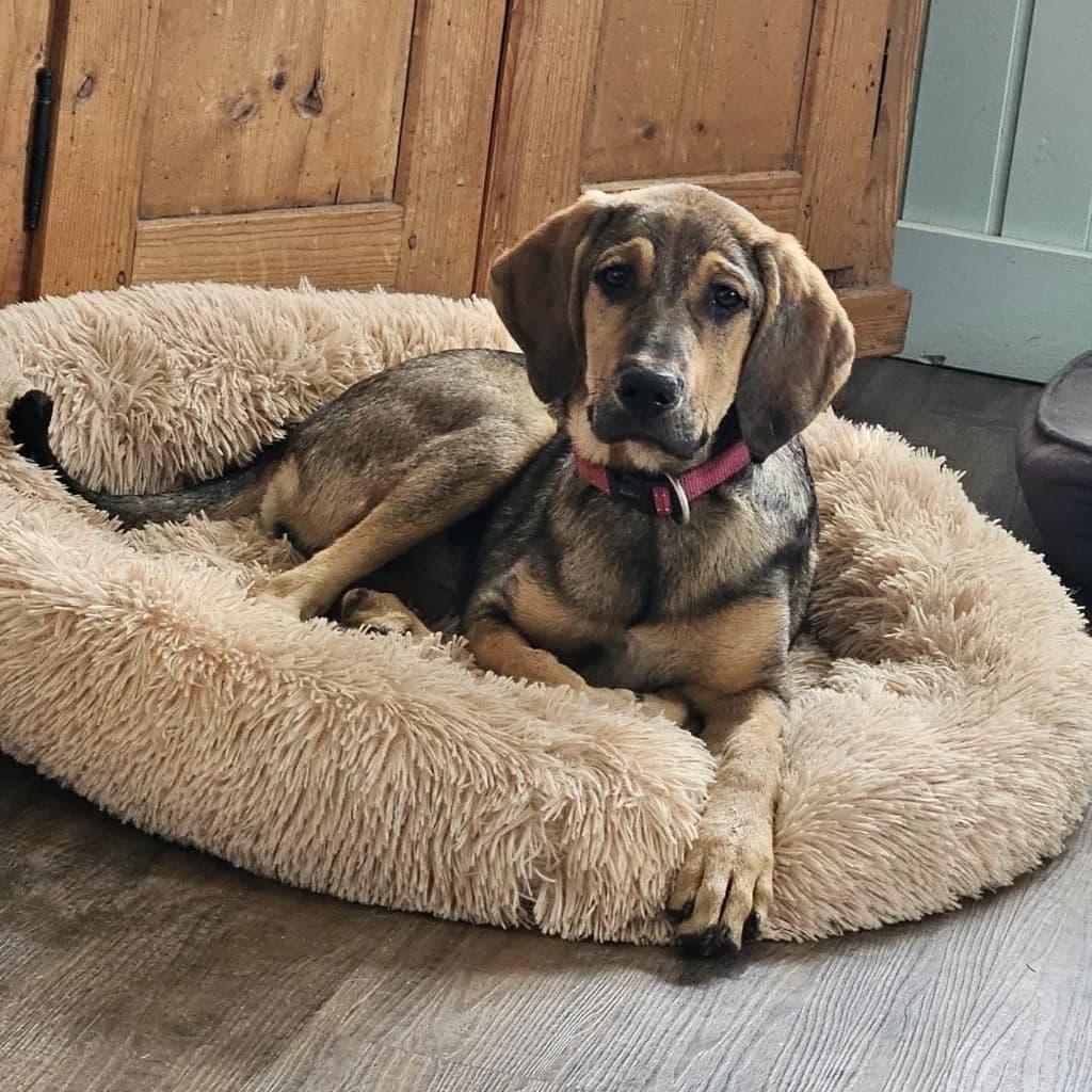 Lotte, female puppy Mixed Breed for adoption at SALVA Hundehilfe e.V.