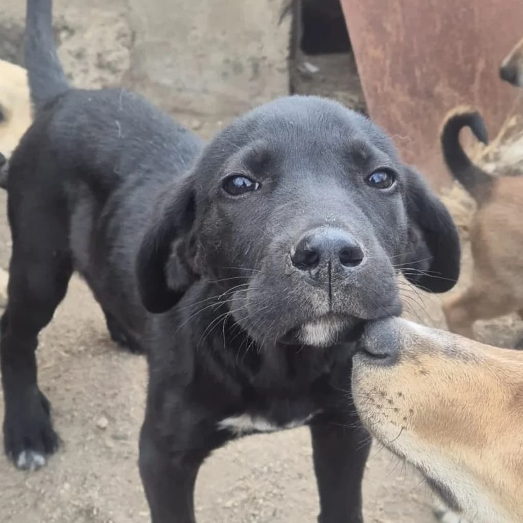Biike, male puppy Mixed Breed for adoption at SALVA Hundehilfe e.V.