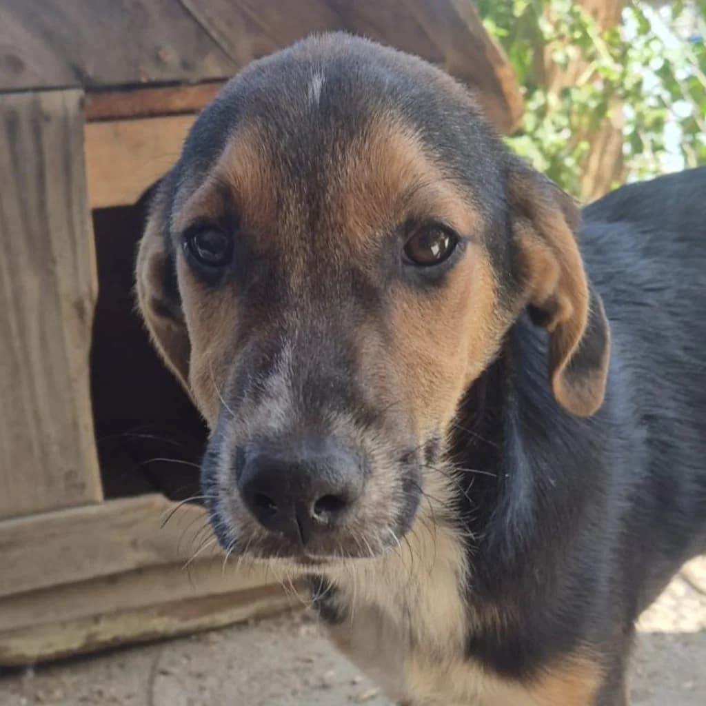 Taavi, male puppy Mixed Breed for adoption at SALVA Hundehilfe e.V.