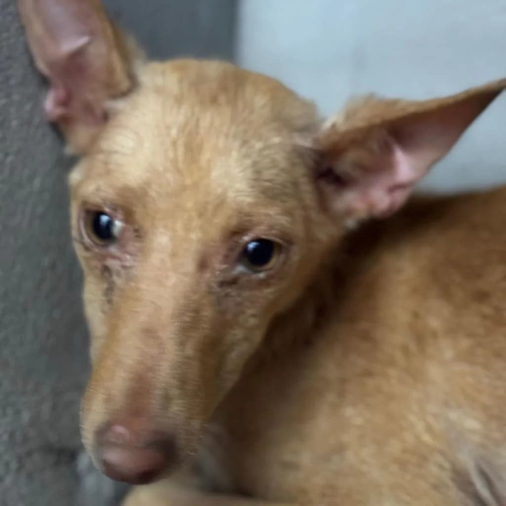 Amaya, female puppy Podenco for adoption at SALVA Hundehilfe e.V.