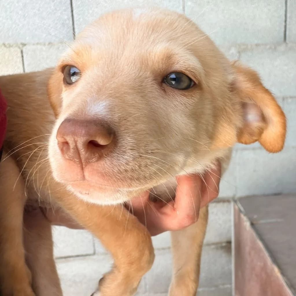 Limoncello, female puppy Podenco for adoption at SALVA Hundehilfe e.V.