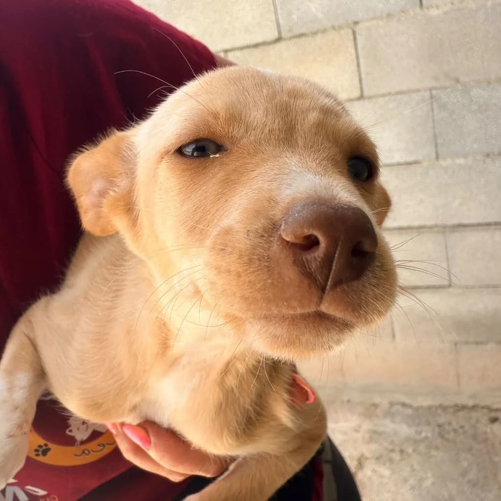 Tia Maria, female puppy Podenco for adoption at SALVA Hundehilfe e.V.
