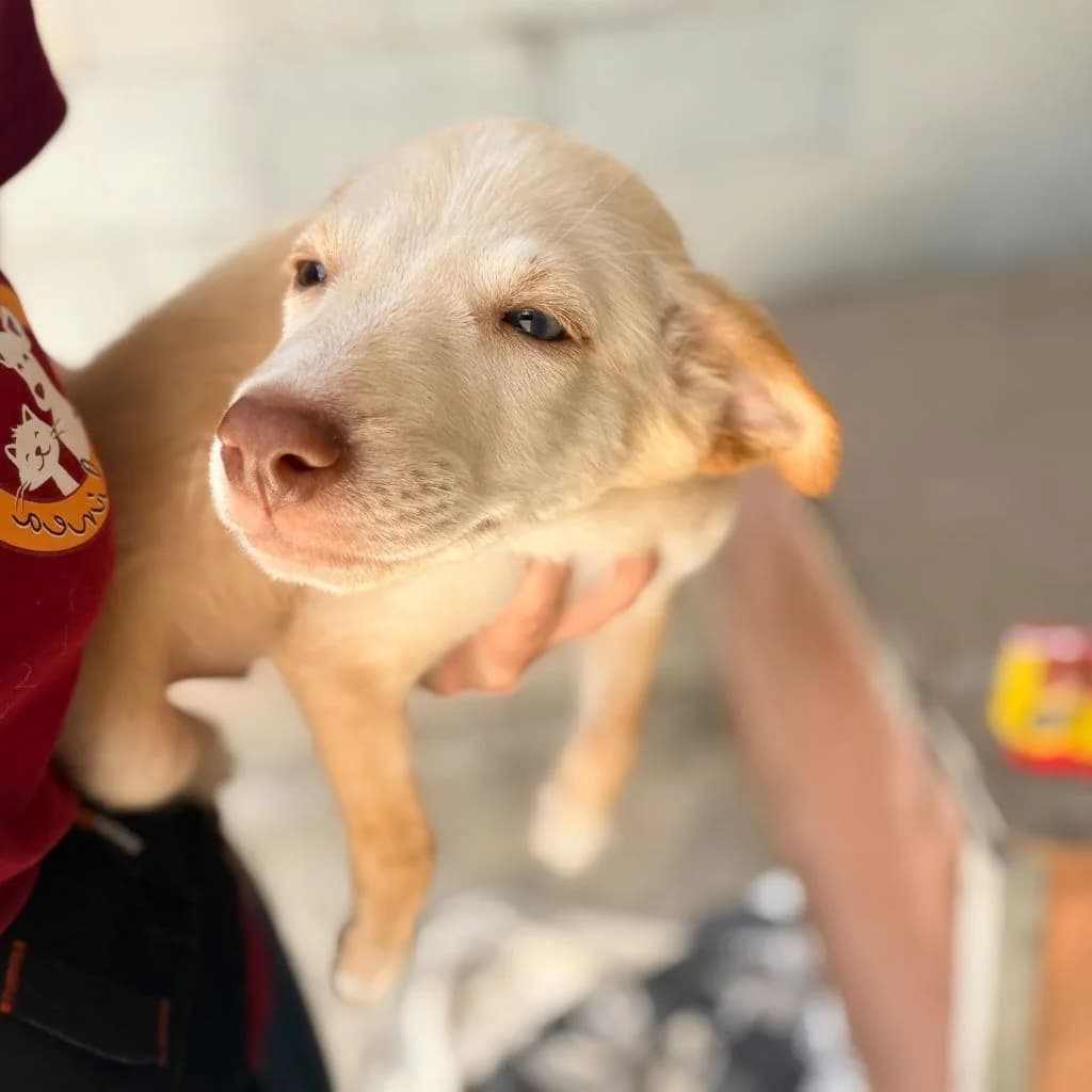 Bailey, male puppy Podenco for adoption at SALVA Hundehilfe e.V.