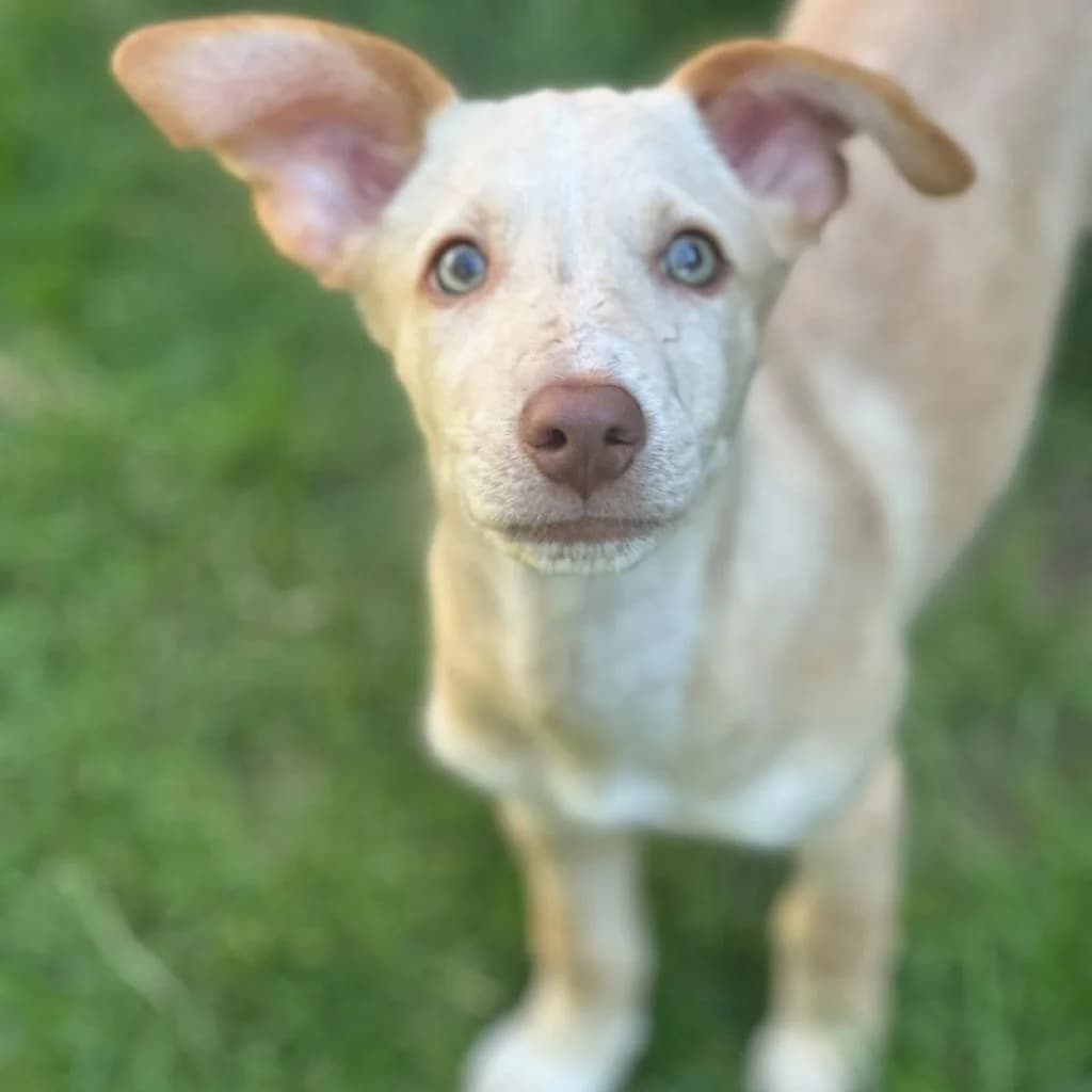 Bailey, male puppy Podenco for adoption at SALVA Hundehilfe e.V.