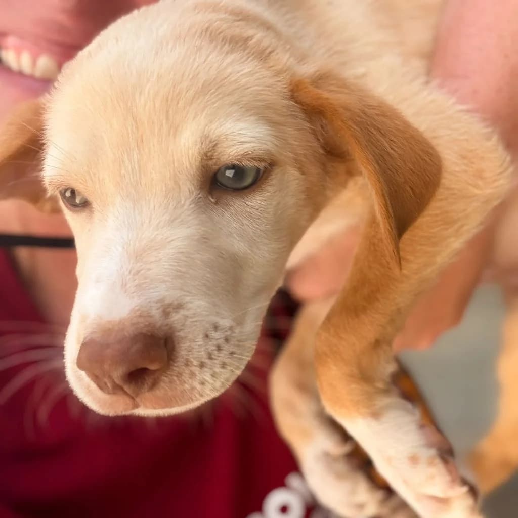 Schnapps, male puppy Podenco for adoption at SALVA Hundehilfe e.V.