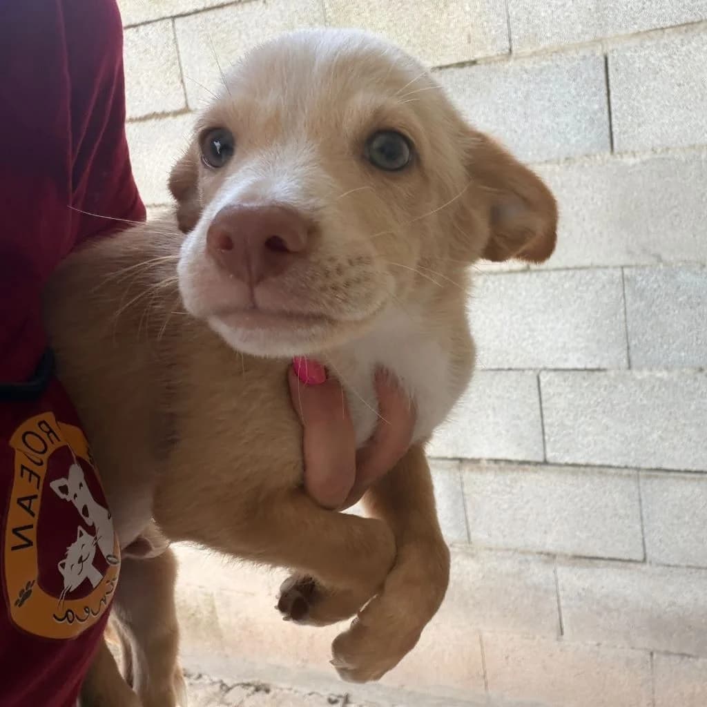 Malibu, male puppy Podenco for adoption at SALVA Hundehilfe e.V.