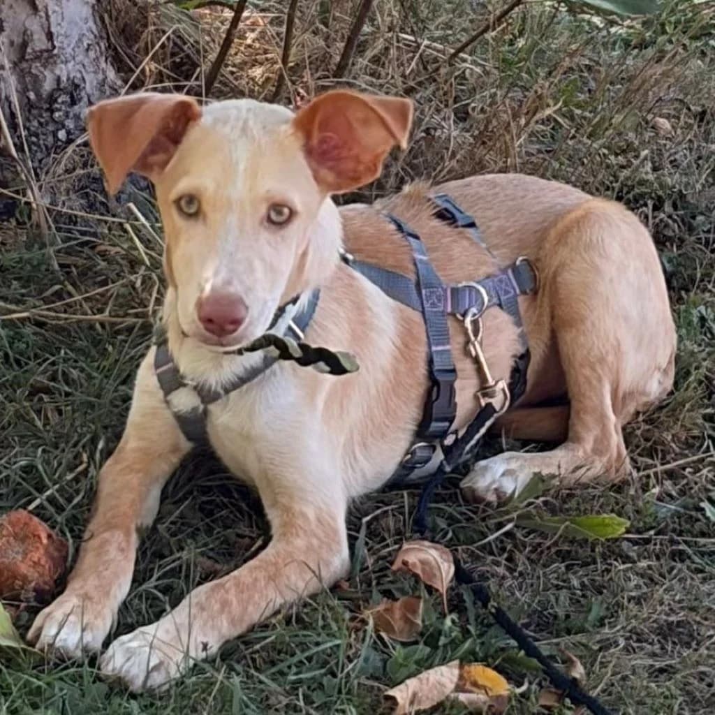 Malibu, male puppy Podenco for adoption at SALVA Hundehilfe e.V.
