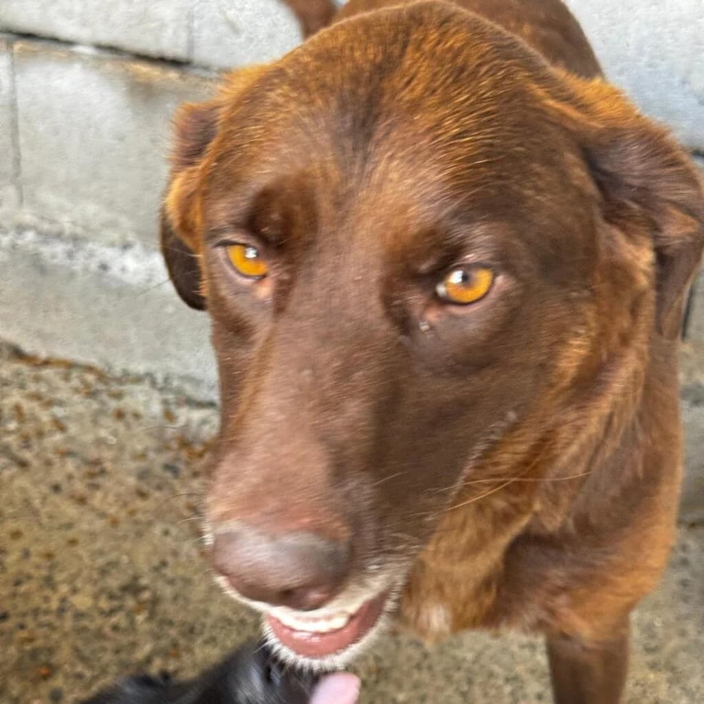 Macarena, female young Labrador Retriever for adoption at SALVA Hundehilfe e.V.