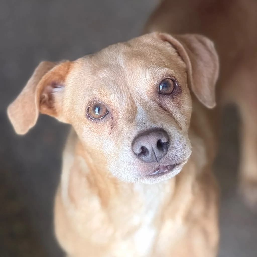 Chico, male senior Mixed Breed for adoption at SALVA Hundehilfe e.V.