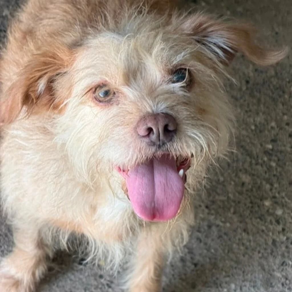 Elsa, female senior Mixed Breed for adoption at SALVA Hundehilfe e.V.