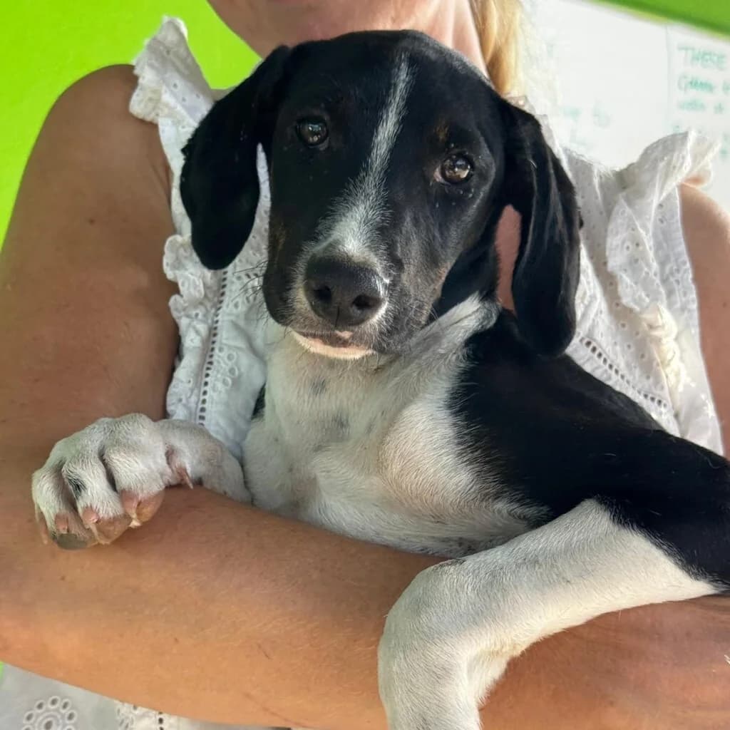 Maya, female puppy Podenco for adoption at SALVA Hundehilfe e.V.