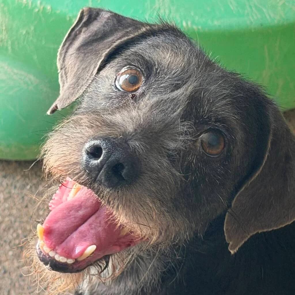 Robert, male senior Mixed Breed for adoption at SALVA Hundehilfe e.V.