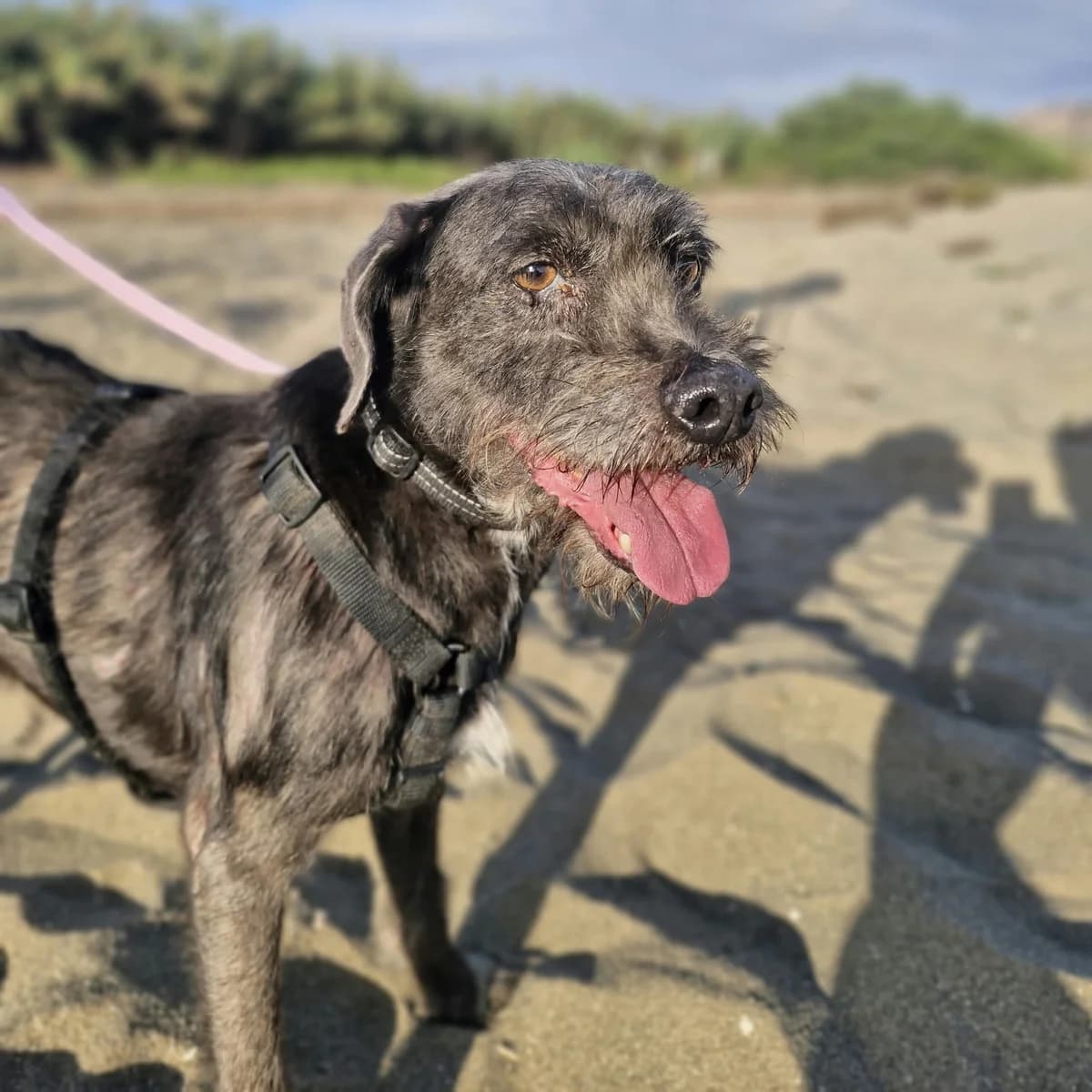 Robert, male senior Mixed Breed for adoption at SALVA Hundehilfe e.V.