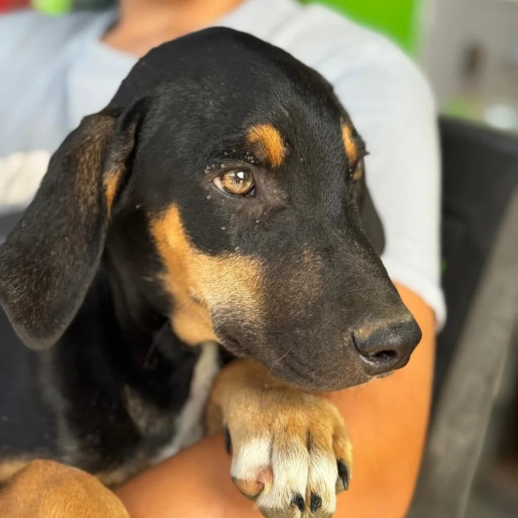 Otto, male puppy Podenco for adoption at SALVA Hundehilfe e.V.