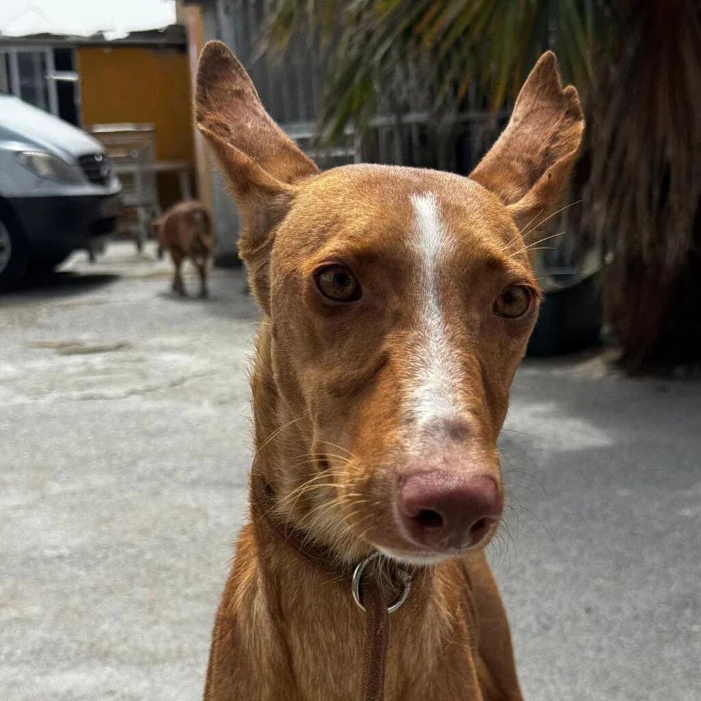 Attila, male young Podenco for adoption at SALVA Hundehilfe e.V.