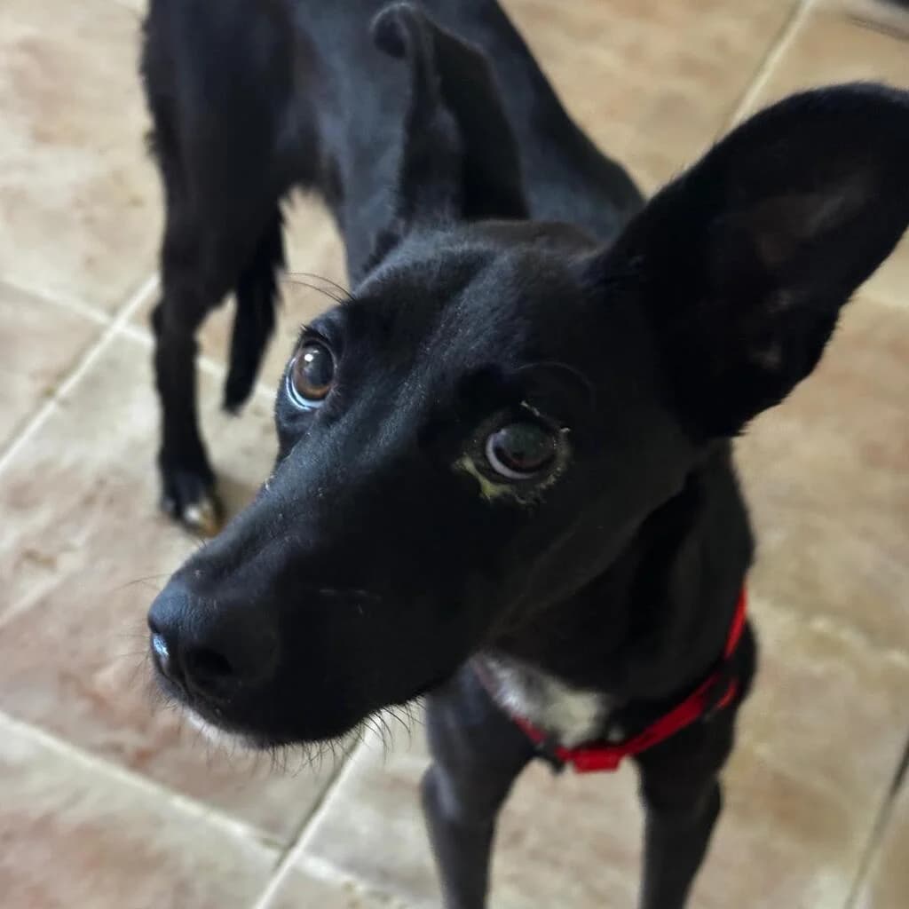 Philip, male puppy Podenco for adoption at SALVA Hundehilfe e.V.
