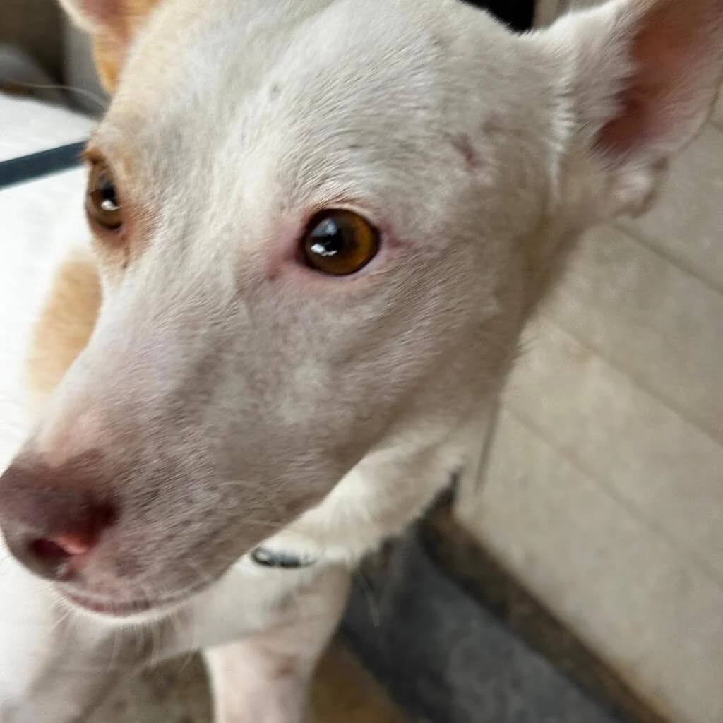 George, male young Podenco for adoption at SALVA Hundehilfe e.V.