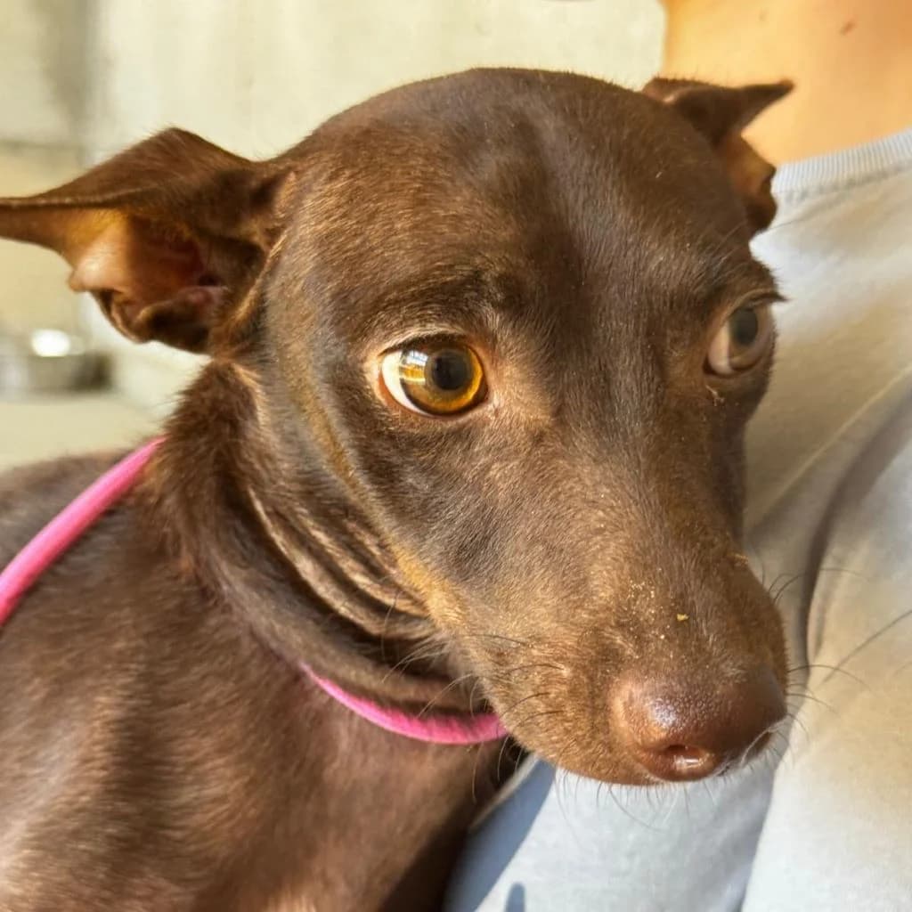 Alison, female puppy Podenco for adoption at SALVA Hundehilfe e.V.