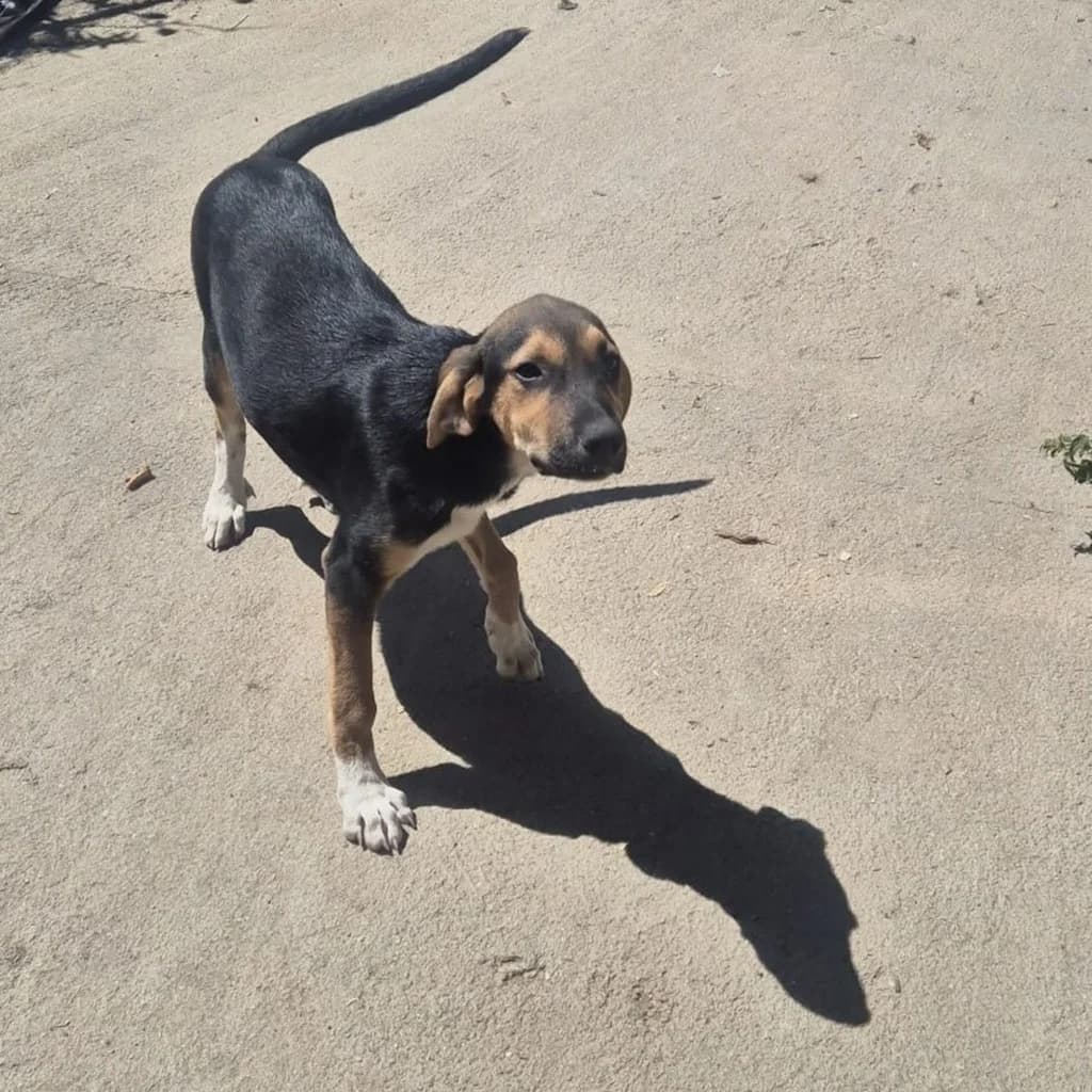 Polpettina, female puppy Mixed Breed for adoption at SALVA Hundehilfe e.V.