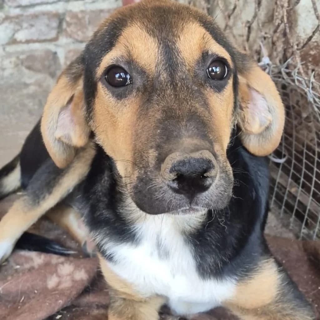 Polpettina, female puppy Mixed Breed for adoption at SALVA Hundehilfe e.V.