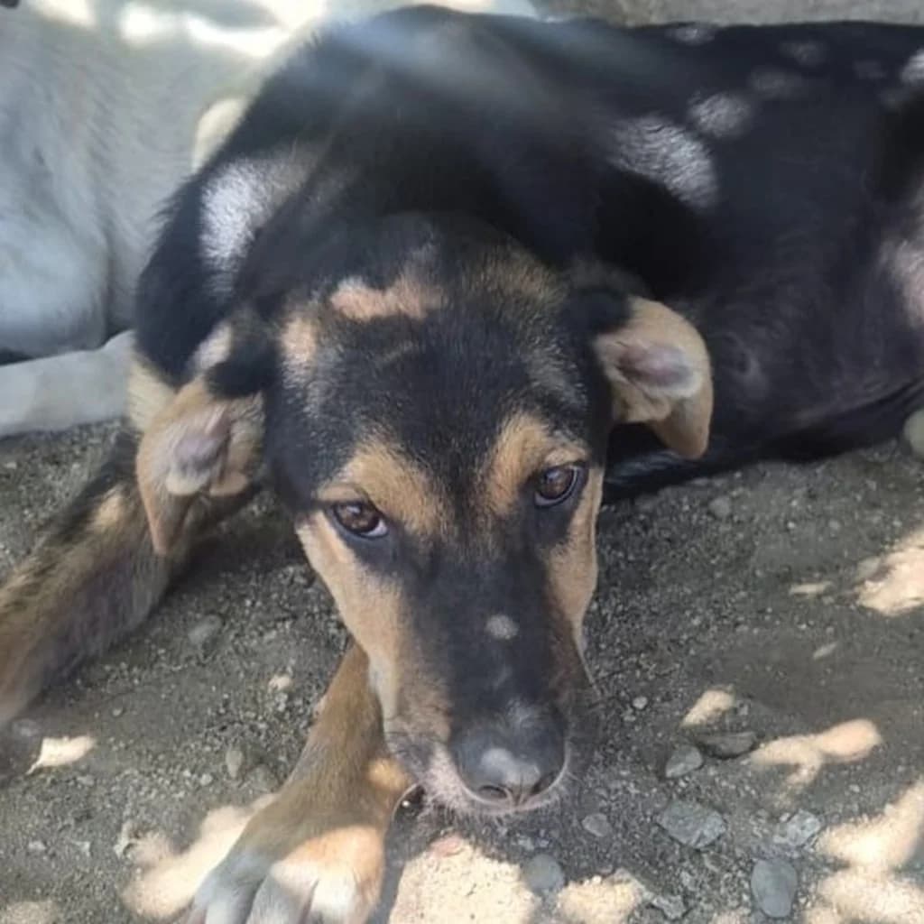Ollie, male puppy Mixed Breed for adoption at SALVA Hundehilfe e.V.