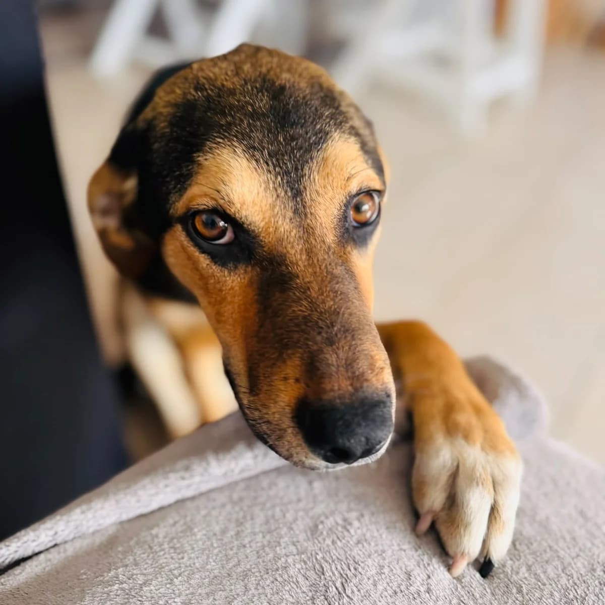 Ollie, male puppy Mixed Breed for adoption at SALVA Hundehilfe e.V.
