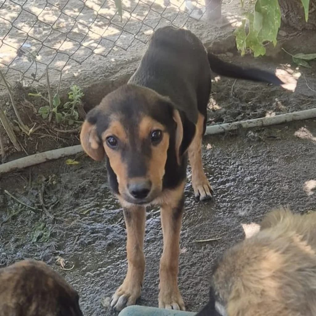 Duschka, female puppy Mixed Breed for adoption at SALVA Hundehilfe e.V.