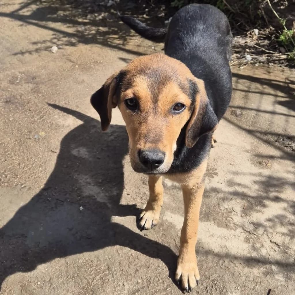 Duschka, female puppy Mixed Breed for adoption at SALVA Hundehilfe e.V.