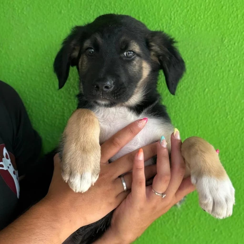Maisey, female puppy Labrador Retriever for adoption at SALVA Hundehilfe e.V.