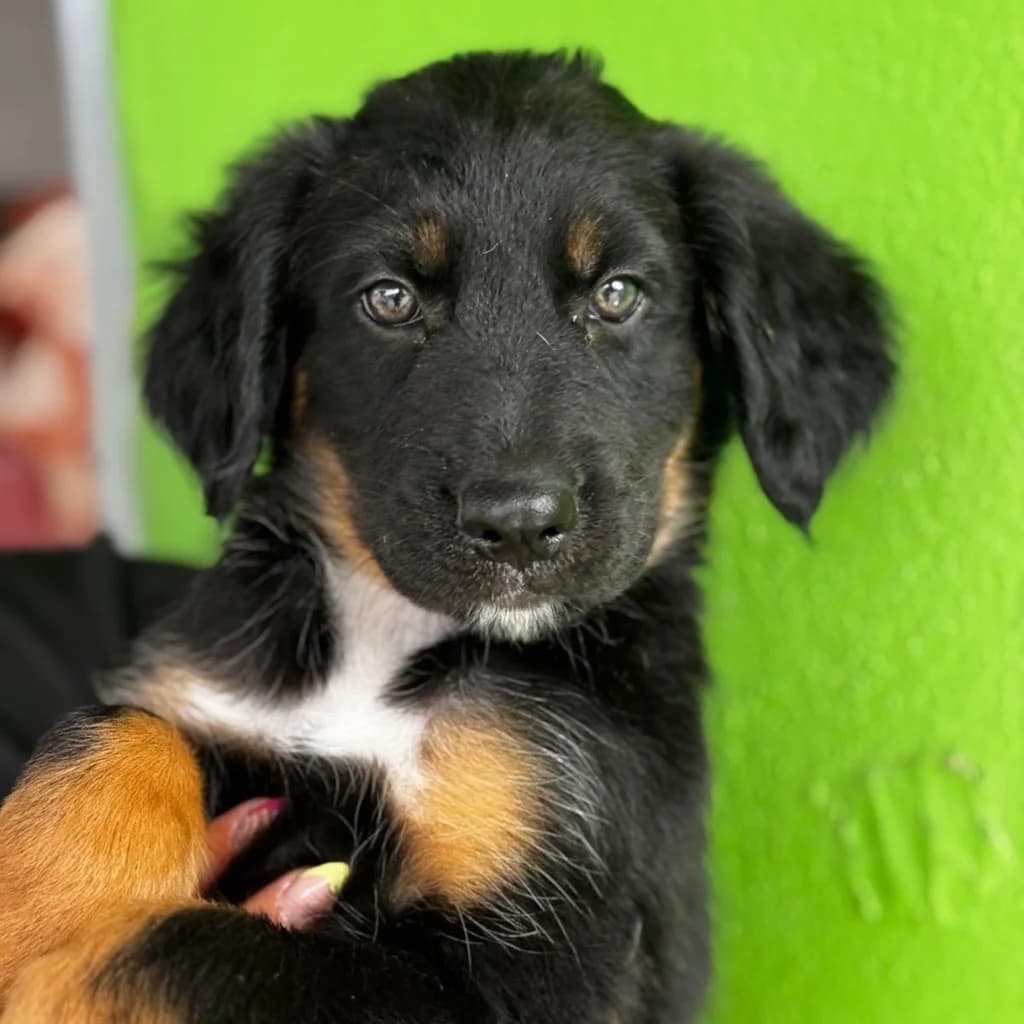 Marilyn, female puppy Labrador Retriever for adoption at SALVA Hundehilfe e.V.