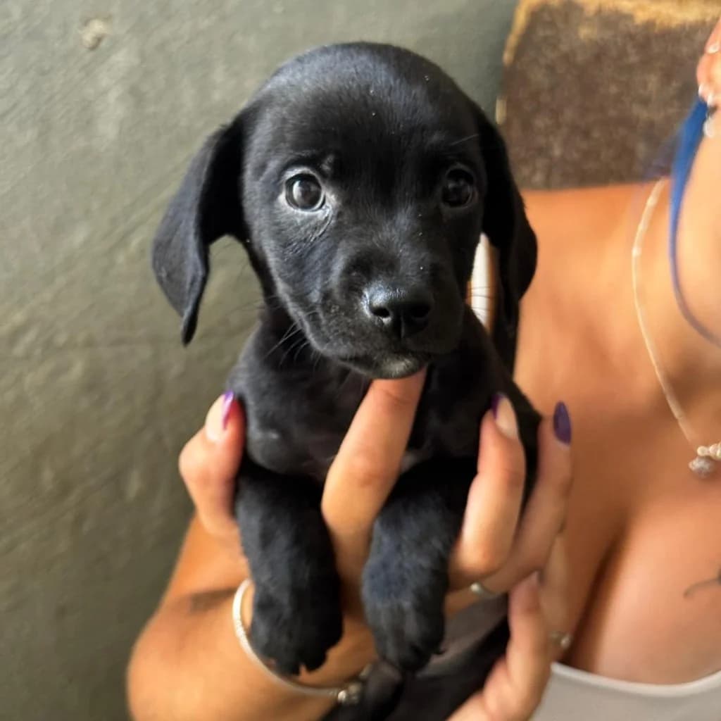 Mavis, female puppy Mixed Breed for adoption at SALVA Hundehilfe e.V.