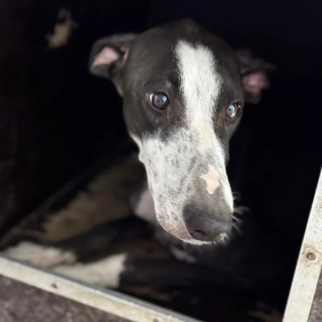 Poppy, female puppy Galgo Español for adoption at SALVA Hundehilfe e.V.