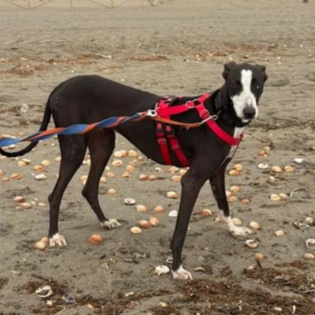 Poppy, female puppy Galgo Español for adoption at SALVA Hundehilfe e.V.